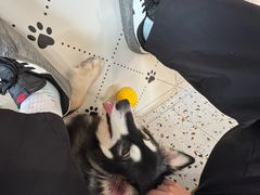 -毛绒耶耶撸宠馆·猫咖·狗咖·荷兰猪咖