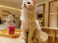 -猫腻·猫咖·撸猫馆(星光大道店)