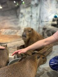 -Zoolung Zoolung动物主题公园(海信广场店)