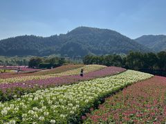 -径山花海