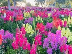 -春花秋色城市公园