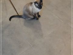 -飞行喵MR PILOT|猫舍·猫咖(静安大融城店)