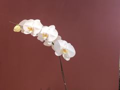 -二酉书店TOYOU BOOKS