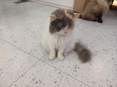 -喵园·猫主题咖啡厅·撸猫·猫咖(国贸店)