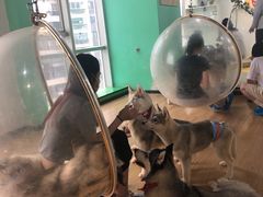 -Husky Go! 哈士奇体验馆·宠物咖啡厅狗咖