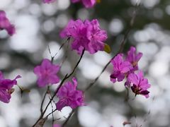 -汤旺河林海奇石景区