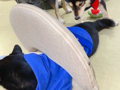 -逗柴咖啡屋·狗咖猫咖宠物桌游