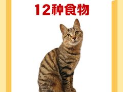 -翊宠yipet猫狗购宠庄园犬舍•猫舍