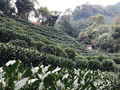 -十八棵（老龙井）御茶园(老龙井店)