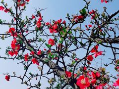 -铁山坪森林公园