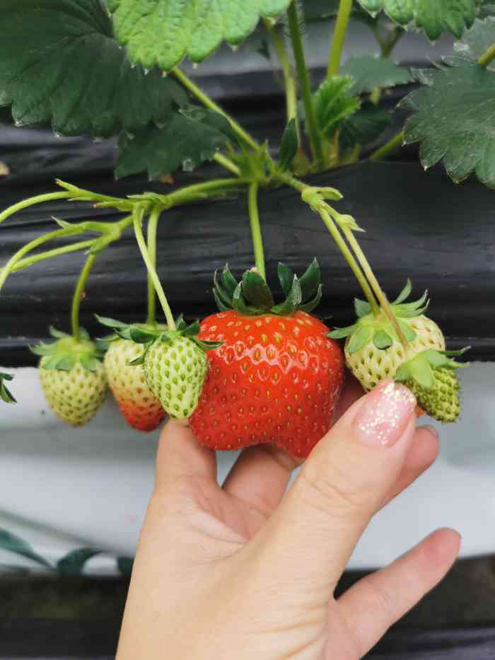 草莓苑-"去建德玩,顺路去的.草莓挺新鲜,场地不大."-大众点评移动版