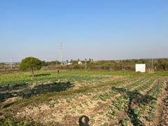 -上海都市菜园