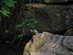 -重庆彩云湖湿地公园