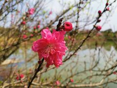 -武汉紫薇都市田园