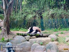 -广州长隆野生动物世界