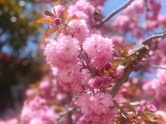 -莱阳濯村樱花园