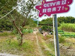 -丰依竹食·老牌竹筒饭