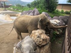 -青岛森林野生动物世界