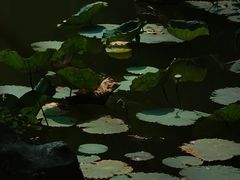 -珠海圆明新园