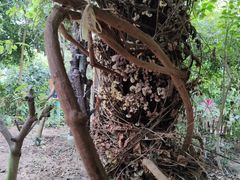-呀路古热带植物园