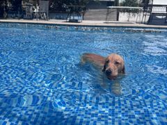 -汪说喵讲宠物乐园宠物酒店(红星美凯龙店)