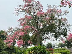 -东莞植物园