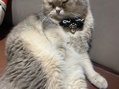-MOCHA明星猫咖(田子坊店)
