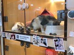-momokira米努特·德文卷毛猫·棉花面纱犬