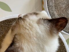 -喵喵咪呀布偶猫咖(春熙路店)