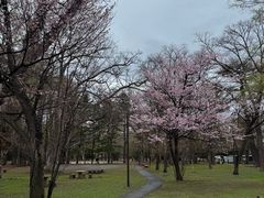 -北海道神宫