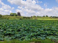 -上海海湾国家森林公园
