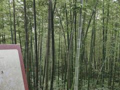 -镇江市南山风景名胜区竹林景区