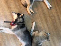 -Husky Go! 哈士奇体验馆·宠物咖啡厅狗咖