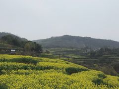-桑洲油菜花景区