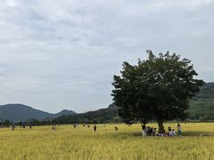 -艾米稻香小镇