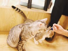 -萌喵宠狗爱心宠咖