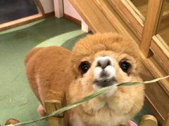 -藦茜花园宠物主题亲子互动体验馆(国顺东路店)