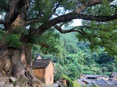 -杨家堂村