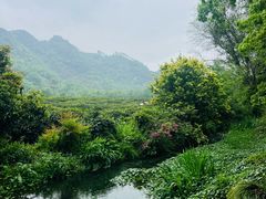 -中国茶叶博物馆(双峰馆区)