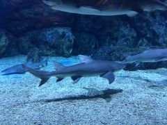 -迪拜帆船酒店海底餐厅