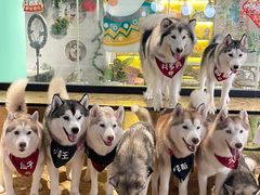 -Husky Go! 哈士奇体验馆·宠物咖啡厅狗咖