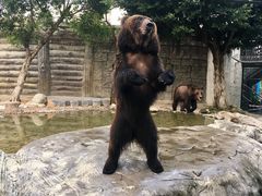 -灵玲国际马戏城