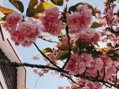 -嘉定紫藤园