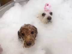 -PETKIT小佩宠物(古北店)