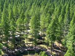 -黄海国家森林公园