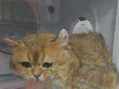 -嘉馨宠物医院·CT影像转诊·心脏科·犬猫全科诊疗中心(下沙大学城院区)