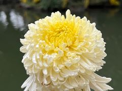 -杭州植物园