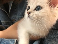 -lincat·猫舍(广州店)