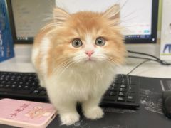 -瑞鹏宠物医院犬猫全科(真大分院)