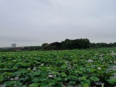 -荷塘月色湿地公园·向阳花洲